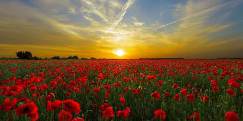 sunset, poppies, field